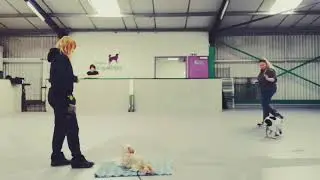 Mat training for anxious dog