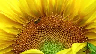 Busy Bee in my Sunflower