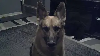 German Shepherd Don't like a word plus outtakes