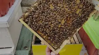 Package Bees week 6