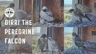 The Story of Girri the Peregrine Falcon (CSU FalconCam Project)