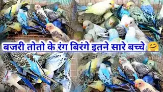 बजरी तोतो के रंग बिरंगे इतने सारे बच्चे / budgies parrot colorfull chicks / bajrigar birds