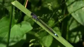 AGRION El&eacute;gant / Ischnura elegans ! BRUITX