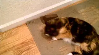 How to Train a Cat to Be a Mouser