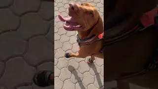 M-Pets Hiking Dog Shoes - for every adventure dog!