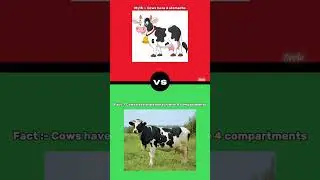 Cows have 4 stomachs? #mythvsfact #zeele #zeelecrazy