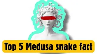 Top 5 Medusa snake unbelievable fact | 99.99% of people don't know even today