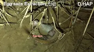 [D.HAP] 도롱뇽의 산란 행동 3 (Reproductive Behavior of Korean Salamander(Hynobius leechii)Ⅲ)