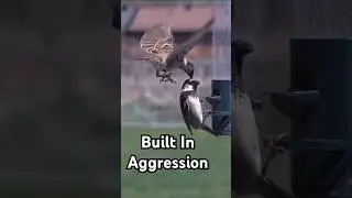 Brutal Truth About House Sparrows