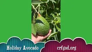 HOLIDAY AVOCADO PROFILE CALIFORNIA RARE FRUIT GROWERS