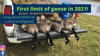 Goose hunting the cattle pond was a success!