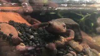 Myanmar&rsquo;s Crocodile Newt From Shan State.
