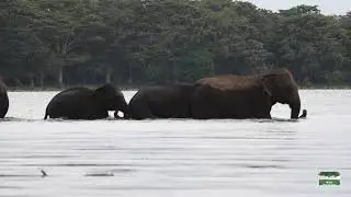 Wild Elephants Crossing a lake