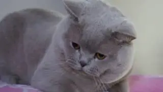 Pink Floyd - nasz liliowy chłopczyk . British Shorthair Cattery