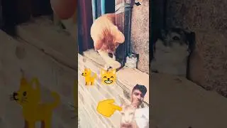 Cat Trying to Save Rat&rsquo;s Life from Outside Window 🐱❤️🐭 | Emotional Animal Moments #cat #rat #shorts