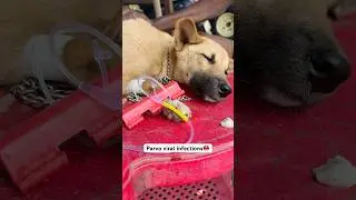 Parvo dog virus treatment || dog parvo virus || #parvo #dogparvo #dog