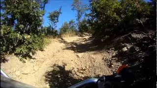 PGO 250 bug rider