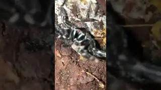 Hexathele huttoni NZ tunnelweb spider