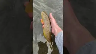 Brown: 1, Fly: Smashed 💥 #flyfishing #utah #fish #trout #browntrout #dryfly #fishing #catchingfish