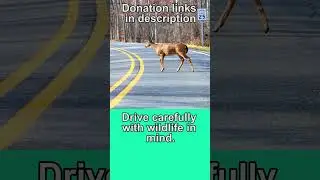 How to Help Animals #animalrescue #rescuedog #rescuecat #animalwelfare #bekindtoanimals