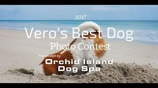 Veros Best Dog Photo Contest 2017