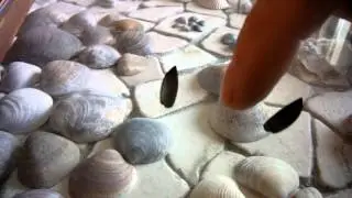 Levitated insect wings, test series of Viktor Grebennikov
