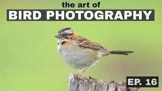 Contrast Reduction Sharpening? The Art of Bird Photography (Episode 16)