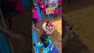 #shorts #king #bull #cow #cattle #animals #love #goat #shortvideo