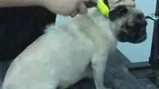 FURminator Pug