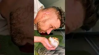 Even The Tiniest Hamster Can Change Your Life l The Dodo
