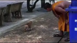 Temple cat - leg amputated