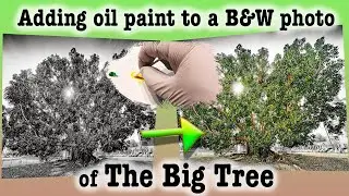 Adding Oils to a B&W Photo of The Big Tree