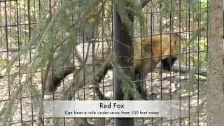 Alaska Zoo Quick Animal Tour