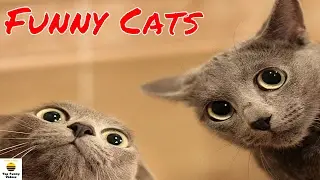 Funny Cats Compilation 2017 🐱🐱 [P5] | Best Funny Cat Videos Ever - Funny Cats 2017 by TFVs