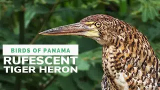 Rufescent Tiger Heron: Forest Life, Subspecies, Juvenile Colors & Silent Hunting Behavior