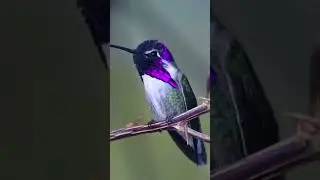 Singing of hummingbird#humming bird #smallest bird of the word#birdsounds