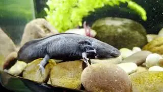 are fish oil pills good for you,