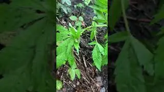Uk Outdoor Grow 🇬🇧 - 2020 Guerilla Grow - Cali Strains🔥 EP 5