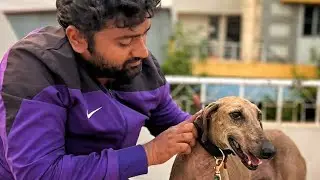 कुत्ते के कान ऐसे साफ़ करते हैं. How to clean dog ears tutorial Hindi/ English by the @Houndsman.