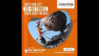Ants Pest Control with ASM
