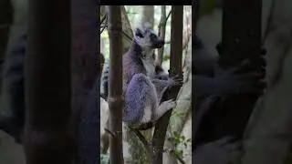 FOREST WILD LEMURS #documentary #youtubeshorts #shorts #shortvideo #shortsfeed @vinoancheta3167