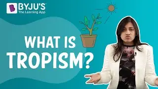 Tropic Movements In Plants | Tropism