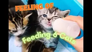 Feeling Of Feeding 6 Cats At The Same Time｜Cute And Funny Cat Videos     #feeding#cutecat#feedshort