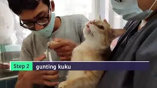 Membersihkan Oli di Bulu Kucing