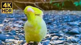 Curious Parrotlet in Nature | 1 Hour Relaxing Bird Sounds & Forest Ambience 4K