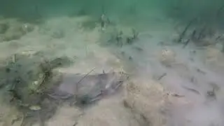 Bass assassin sea shad k&ouml;dertest