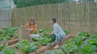 Living alone in the countryside, the two sisters harvest winter vegetables - Episode 214