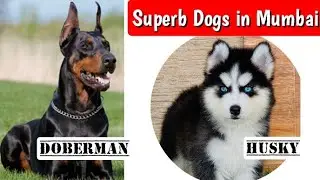 📌 Mumbai Dog Sale 🐕&zwj;🦺 Superb Dogs All Over Maharashtra Delivery ✅