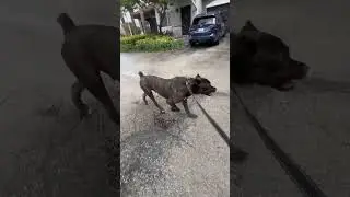 CANE CORSO BEING A CANE CORSO… 😂 #canecorso #trending #funny #shorts