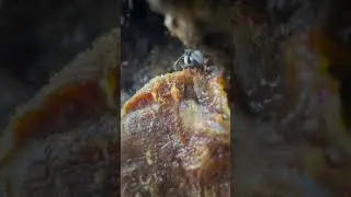 AA native stingless bees and a dab of  native bees wax. This will help prepare them for winter